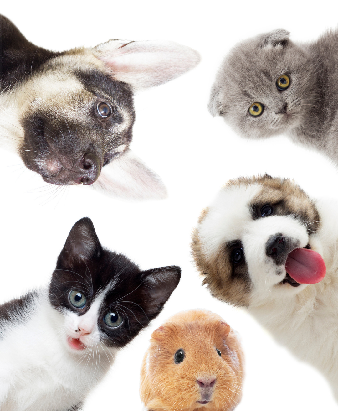 Pet first approach
